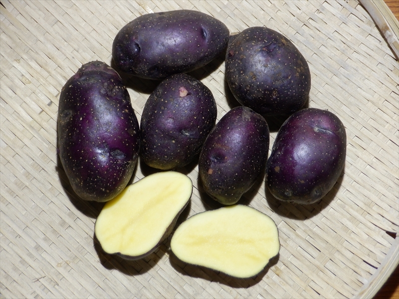 タワラマゼランの産直通販・お取り寄せ商品｜ポケットマルシェ｜産地