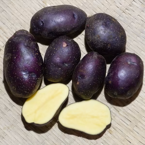 タワラマゼラン　　自然栽培（無肥料・無農薬・無除草剤）　じゃがいも