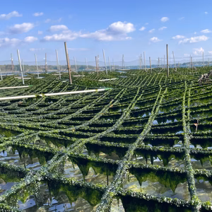 ㊟訳あり【乾燥あおさのり】　リピータさん向け　#海藻