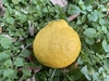 【有機JAS認証】オーガニックはるか　15キロ　果汁溢れるジューシー太陽の果実