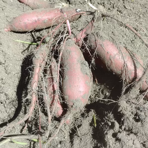 伊東農園のシルクスイート(3kg)上品な甘さのサツマイモ!