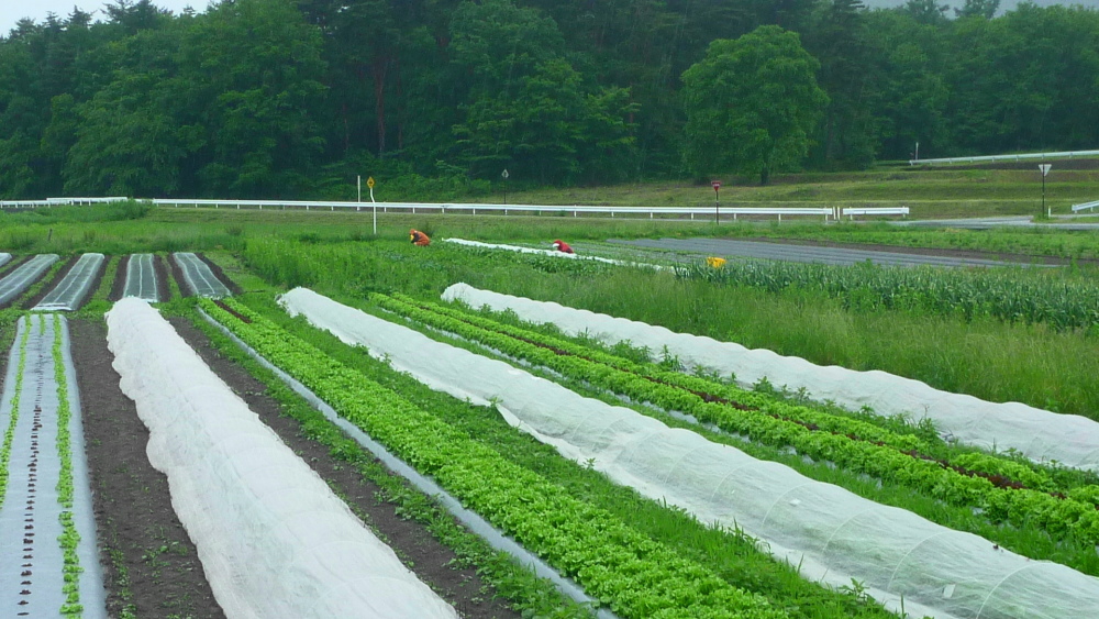 梅雨よ去れ 無農薬 キャベツ4ｋ 農薬 化学肥料 不使用 農家漁師から産地直送の通販 ポケットマルシェ
