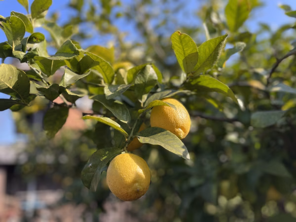 受注後収穫【広島大長レモン】美品1㎏