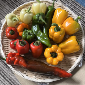 ピーマンパプリカ好き必見⭐︎60サイズ箱いっぱい詰め合わせ