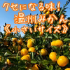 くせになる味！温州みかん《小さいサイズ》