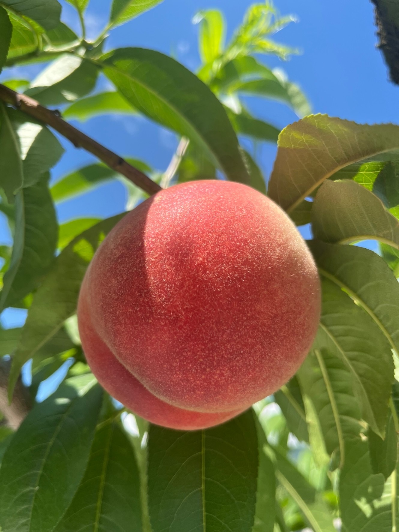 予約商品：8月上旬》あかつき 3㎏箱 7～12玉 長野県産 甘くジューシー