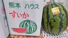 熊本のスイカ！金色羅皇(黄肉)
