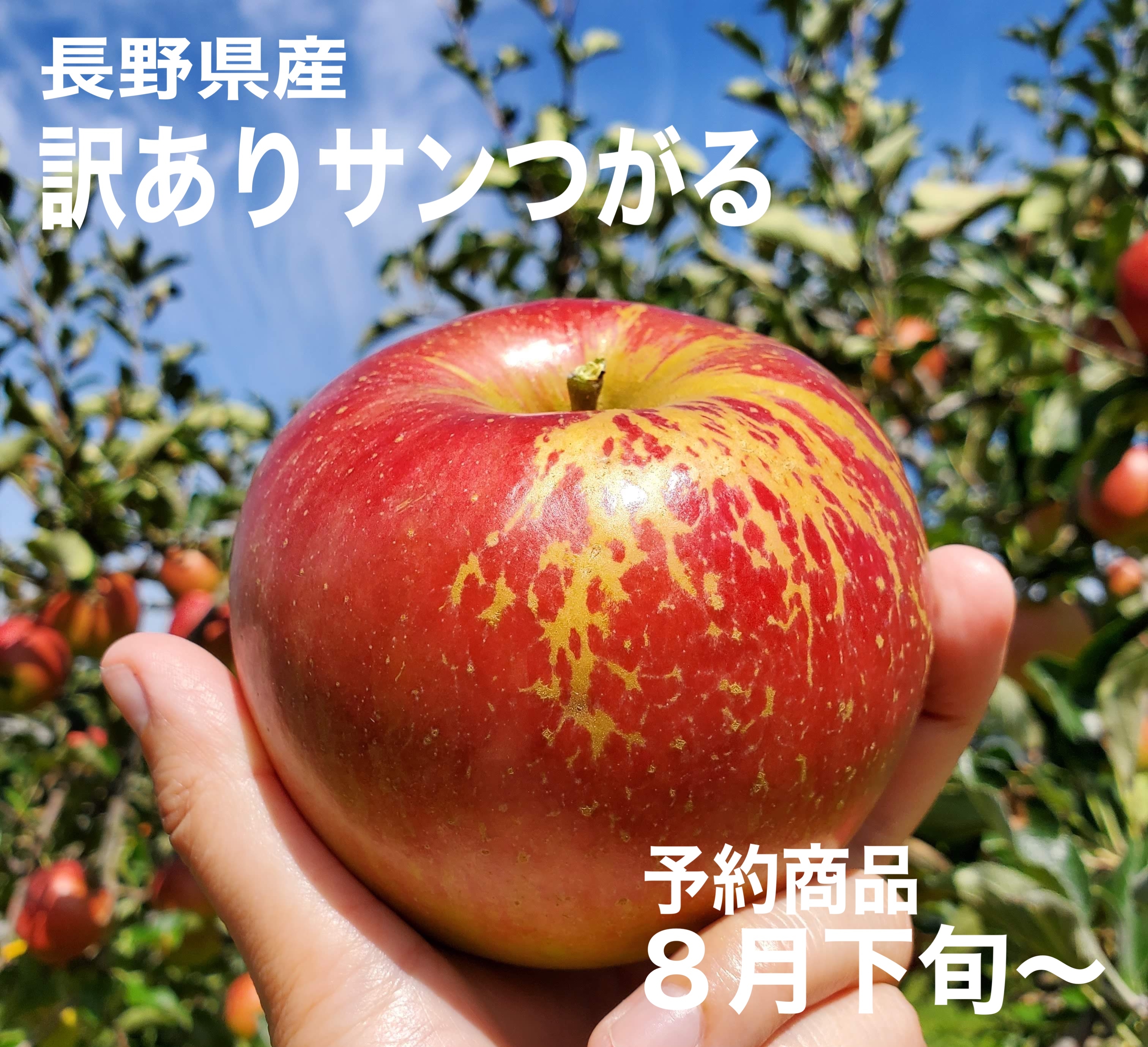 青森県産 サンつがるりんご 他 ご予約、相談、確認ページ