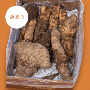 もう少し延長！訳あり品　大和芋(やまいも)　とろろ芋　3キロなくなり次第終了
