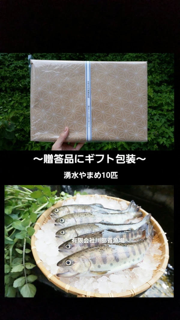 【贈答品用】阿蘇から届くKAWABEのまぼろしの魚～老舗旅館お墨付き～（10匹）