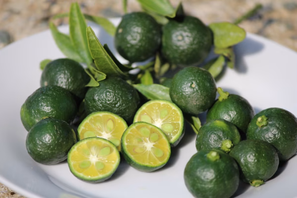 2026年9月発送！！！　シークワーサー　‼  選べる容量セット！