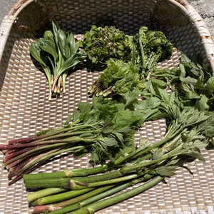 5月12日限定！山菜6点セット