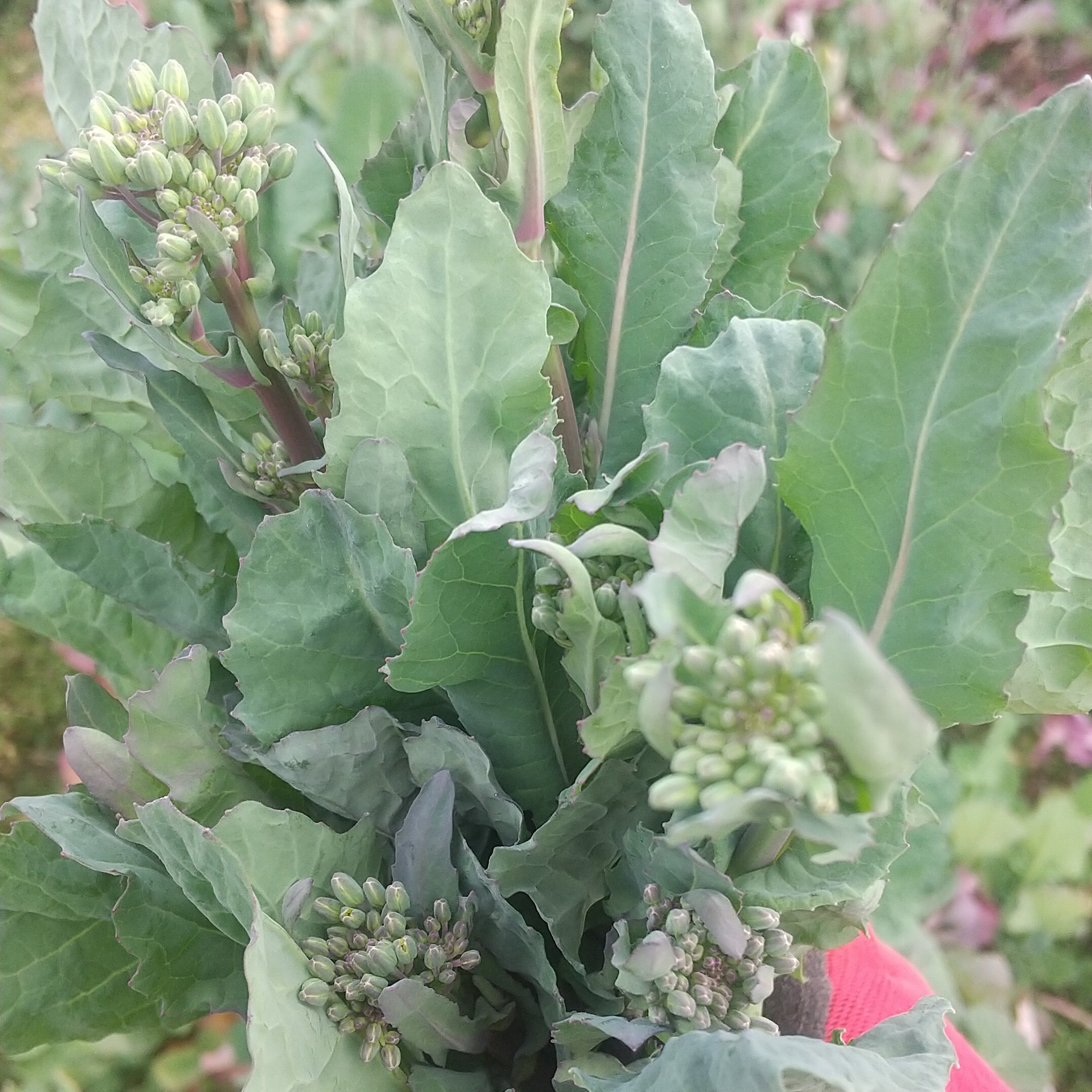 No.2。栽培時農薬使用なし。白菜の菜の花 - 野菜