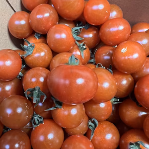 【キズ、訳あり】あぽろん フルーツミニトマト