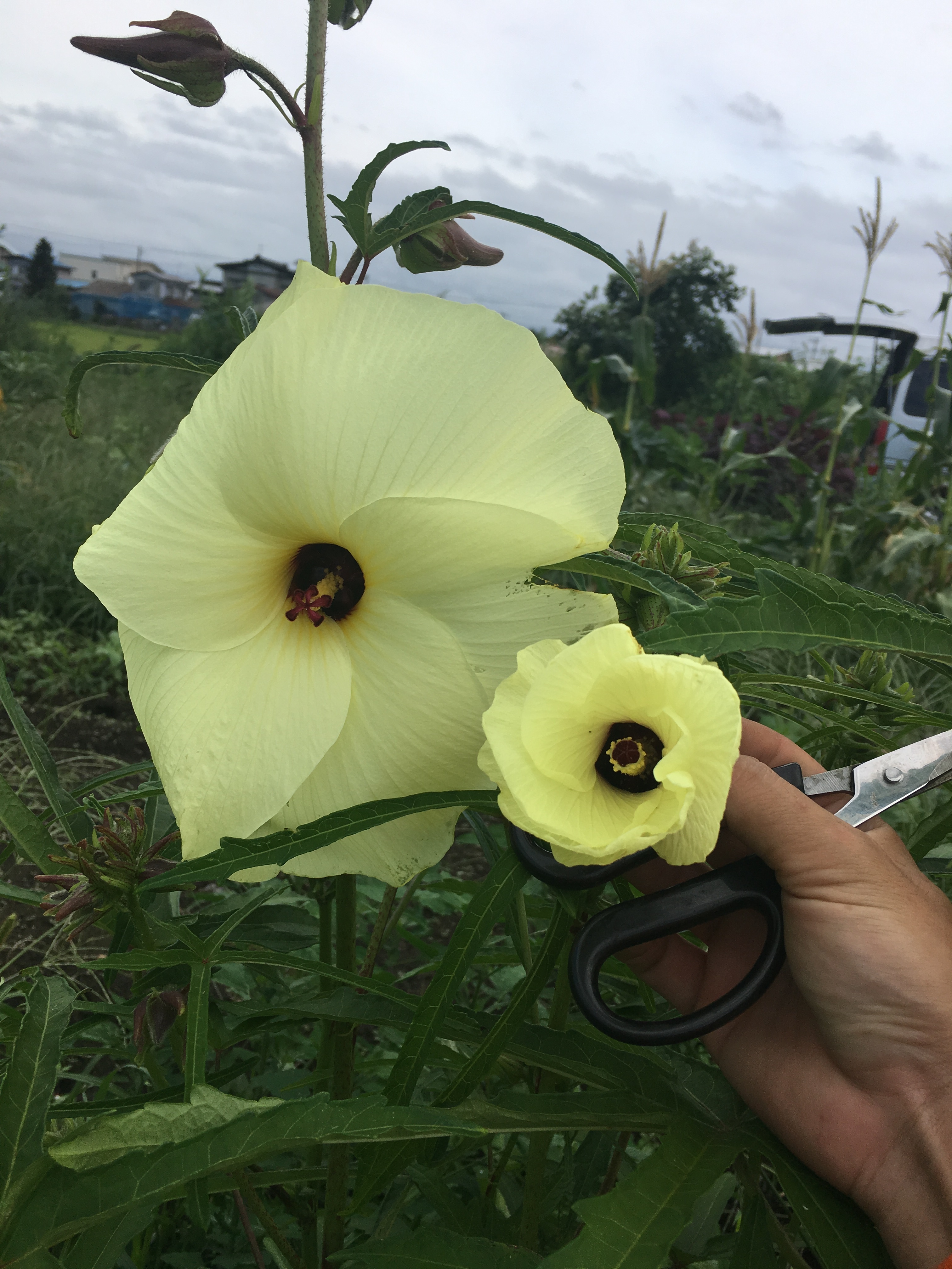 世界一美しい野菜 花オクラ 農家漁師から産地直送の通販 ポケットマルシェ