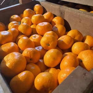 熟成蔵出しみかん　伝統の味　コクのある甘みの有田みかん