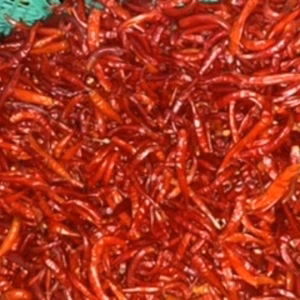 樹上完熟「げきから」とうがらし