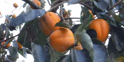 干し柿作りにチャレンジ