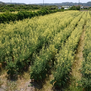 毎年大好評！！アウトレット。安西農園の生食出来て甘いトウモロコシ(味来)