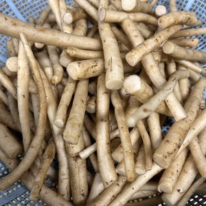 【畑ごぼう】すぐに使える先っぽごぼう　ゲリラ販売！