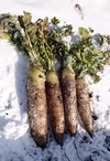 甘い‼️ 雪下熟成野菜セット