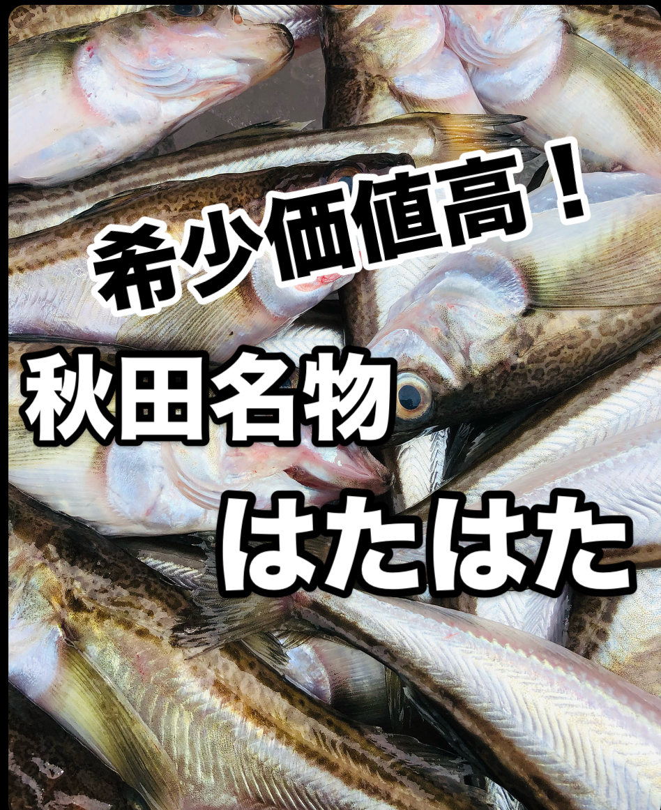 秋田沖 秋田名物 はたはた オス、メス混ざり。サイズ大、中混ざり。1キロ入り