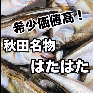 　秋田名物　沖の「ハタハタ」