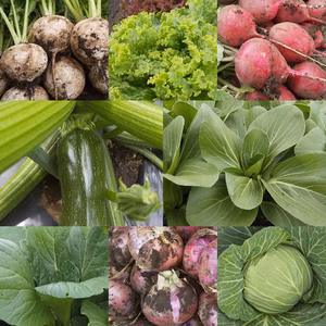 朝採り！無農薬無化学肥料　信州伊那谷★旬の野菜セット　6/25発送　