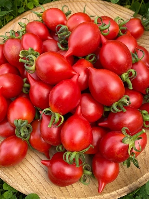高糖度調理用トマト　(糖度８以上）