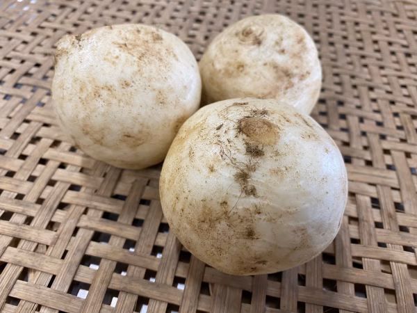 自然栽培　カブ　400ｇ/1袋