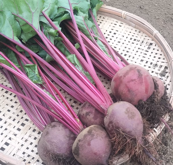 程よい甘さで美味しい！ビーツ 4.6kg