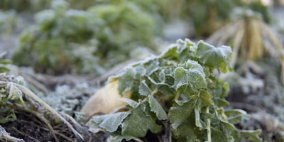 霜害が発生中💦産地の現況報告と支援のお願い（2023年5月）