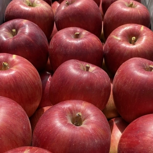 3日間限定販売❗早生りんごの定番！つがる（9個から12個）