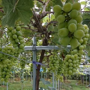 家庭用シャインマスカット