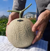 《7月末発送》渥美半島産♫【希少な赤肉】マスクメロン/１玉入