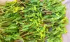 （農薬/化学肥料・不使用）ネギの蕾＝150ｇ　ネギ＝400ｇ　菜花＝180ｇ