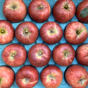 即日発送！パリッとりんご！秋映 約5kg 信州りんご 