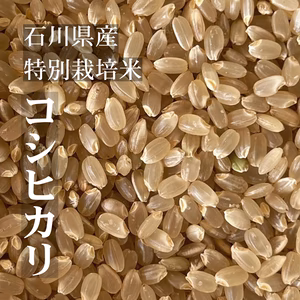 【令和6年産】特別栽培米コシヒカリ（玄米）　石川県産