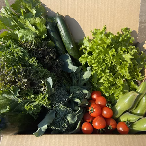 夏野菜お任せセット（10種類前後）