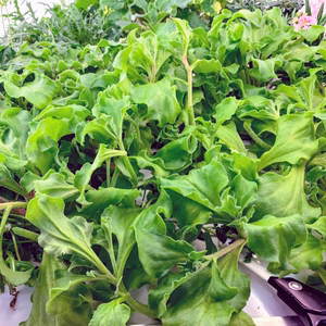 植物工場産　栽培期間中農薬不使用　アイスプラント