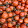 プリっぷりの触感と爽やかな甘さ♪くろき園芸のフルーツトマト千果