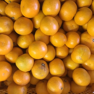 【産地直送】☆有田みかん☆早生☆小粒ちゃん(2S〜4S)10キロ