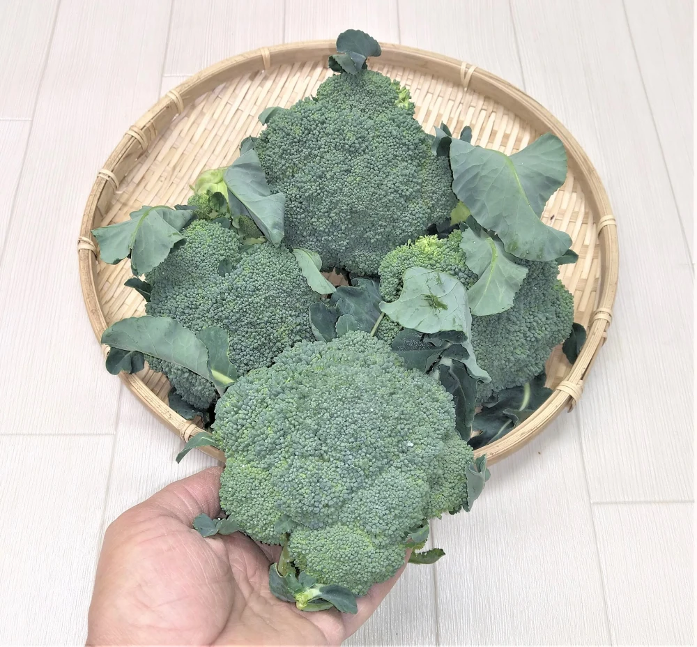 農薬不使用（無農薬）栽培　ブロッコリー　4本セット