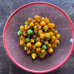 キュートな甘口唐辛子！イエローフォフォ！