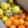 ⭐️希少 熟成丹生系みかん⭐️【家庭用】 本気みかん 有田みかん 