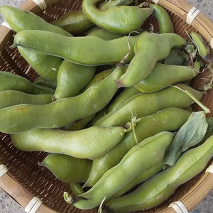 旬です‼️そらまめ☆短期限定【農薬・化学肥料不使用◆無選別】