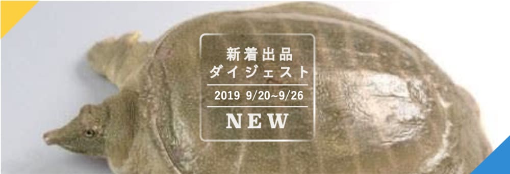 養殖 (活) すっぽん 1匹 (約900g〜1.2kg前後) 脂っこく 養殖 (活) すっぽん 1匹 (約900g〜1.2kg前後) 脂っこく