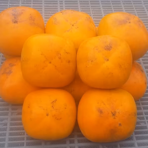 【訳あり】種なし柿中谷極早生(糖度10度)2kg和歌山産