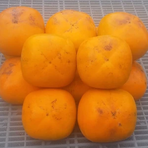 【訳あり】種なし柿中谷極早生(糖度10度)2kg和歌山産