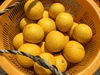【農薬不使用】バレンシアオレンジ500g&ニューサマーオレンジ2キロセット